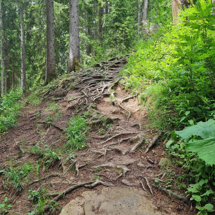 Wurzelweg an der Hörnerbahn