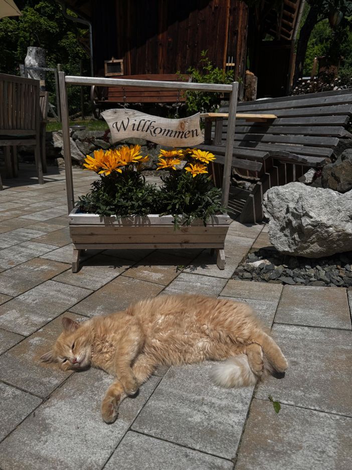 Cäsar sonnt sich auf der Terrasse
