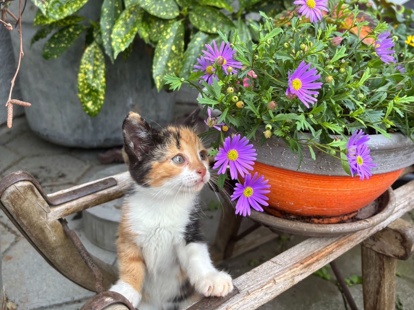 Katze