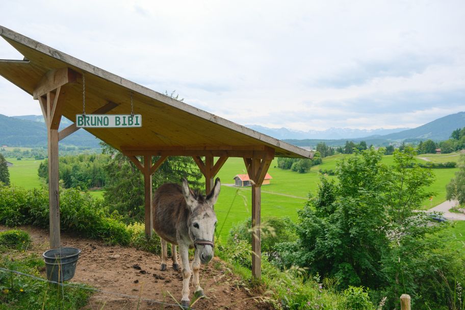 Esel am Burgcafé Werdenstein