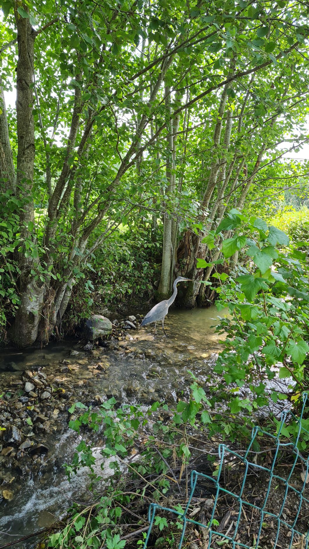 Fischreiher