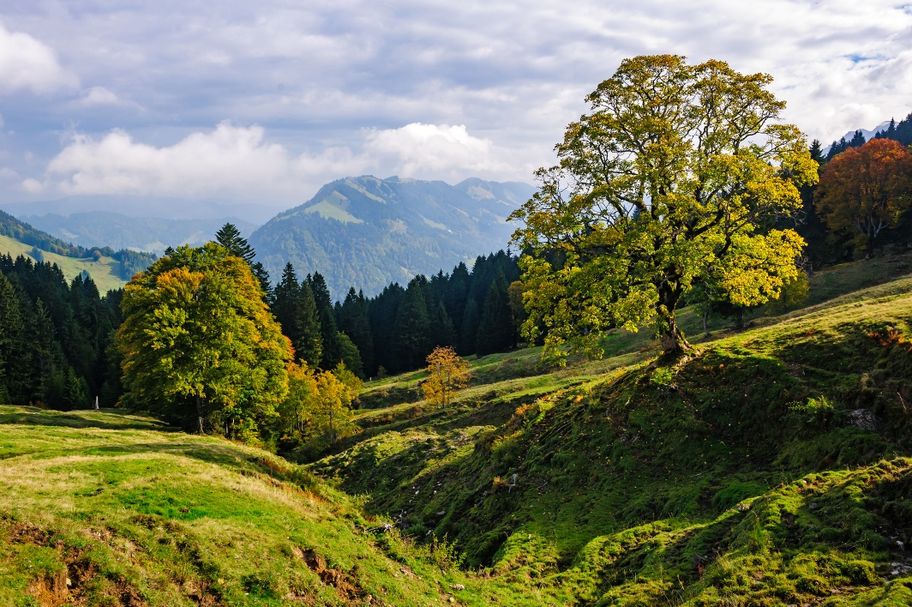 Alten Bäumen auf der Spur - Die Baumveteranen von Oberstaufen-Steibis