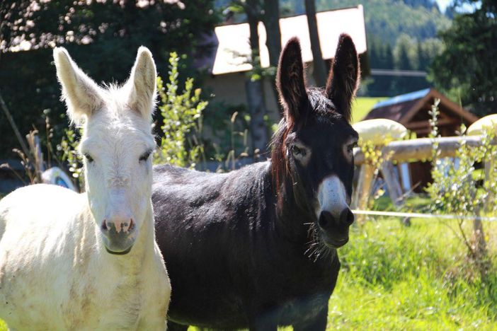 Tiere