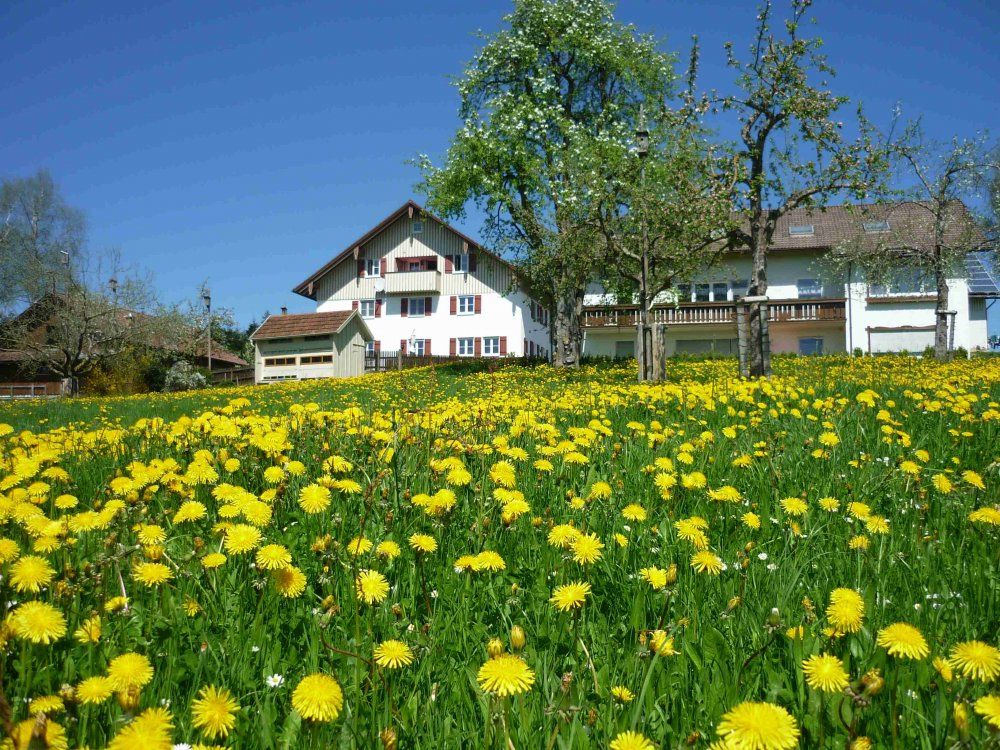 Löwenzahnblüte im Frühling