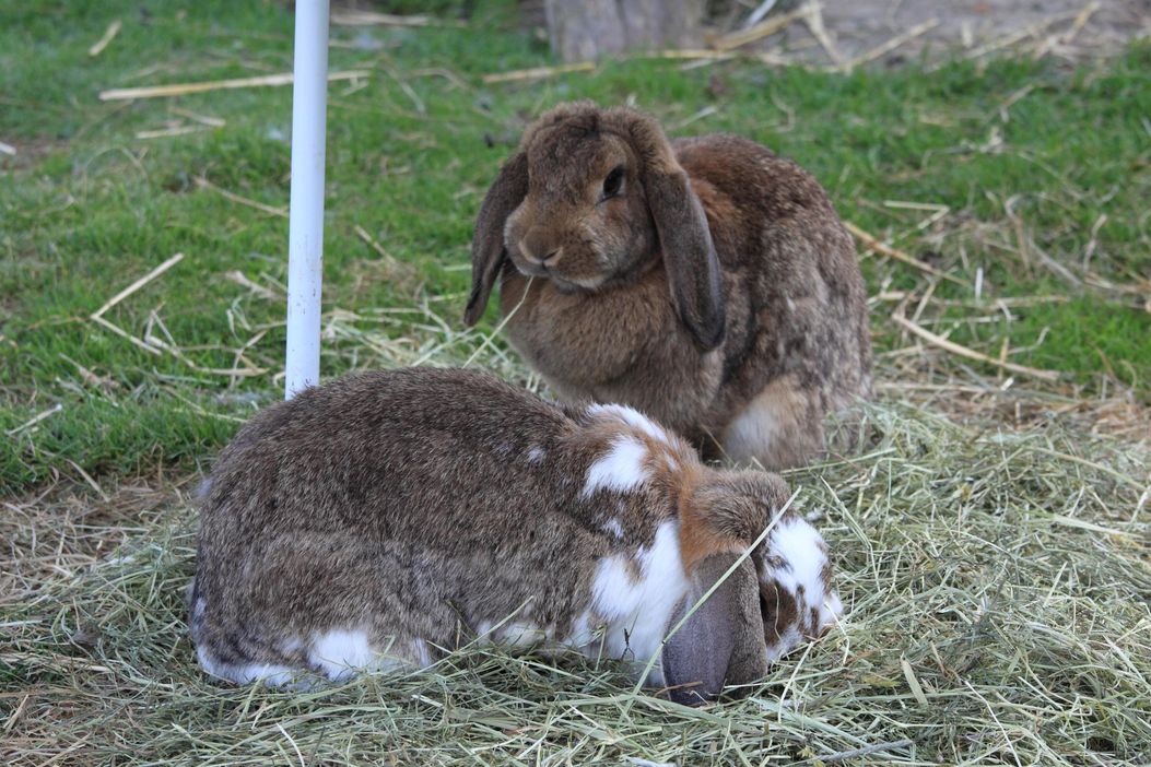 Unsere Hasen