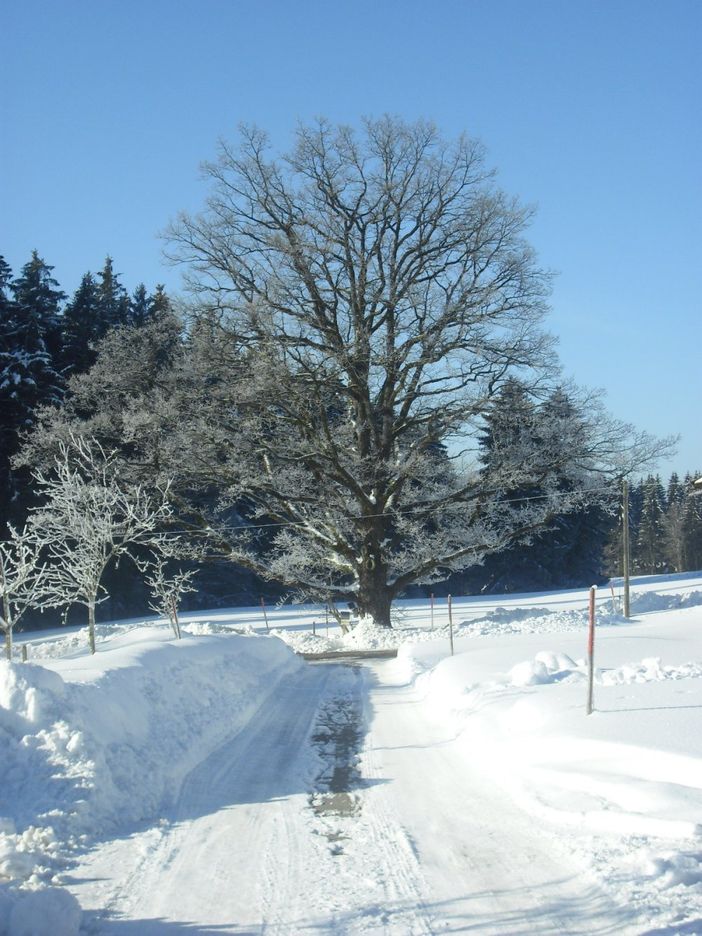 ..Blick aus dem  Küchenfenster