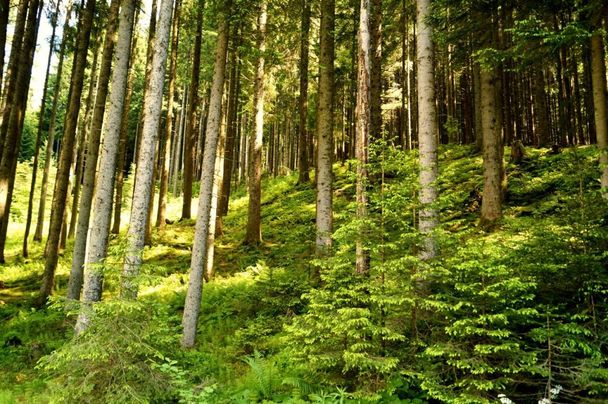 Durch Wald und Wiesen
