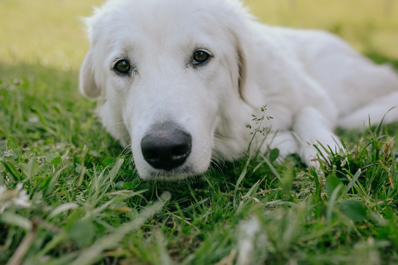 Maja unser Hofhund. - Simone Lobgesang