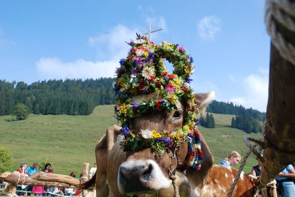 Kranzkuh - Viehscheid in Balderschwang