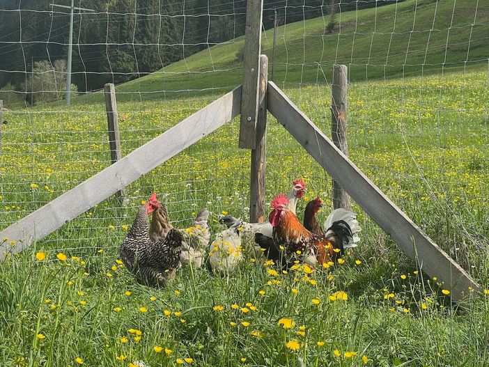 Huhn und Hahn