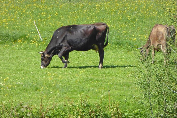 Kühe auf der Weide