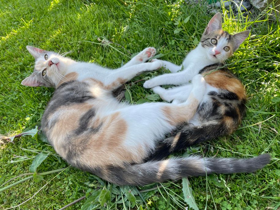 Katzen