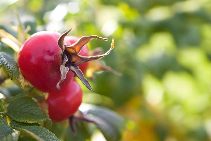 termin-erlebnisnachmittag-hagebutte