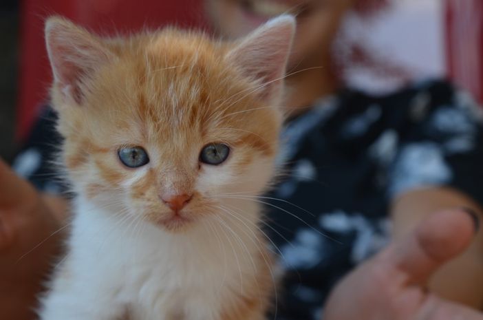 Eines unserer süßen Katzenbabys