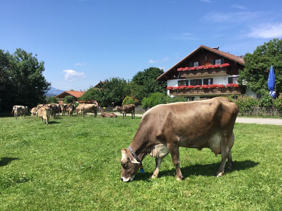 Kühe auf der Weide