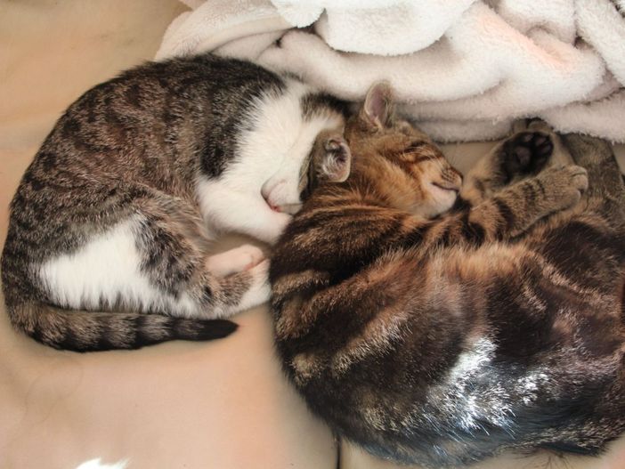 Kater Willi ist der beste Mäusefänger am Biohof Stöger