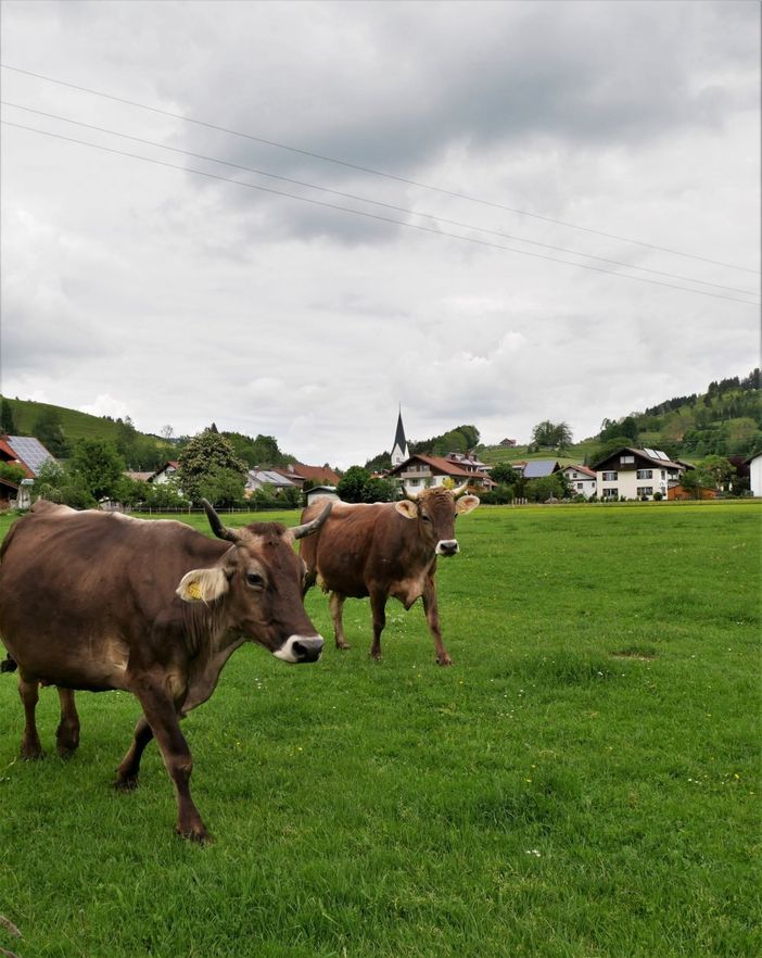 Weide vor dem Hof