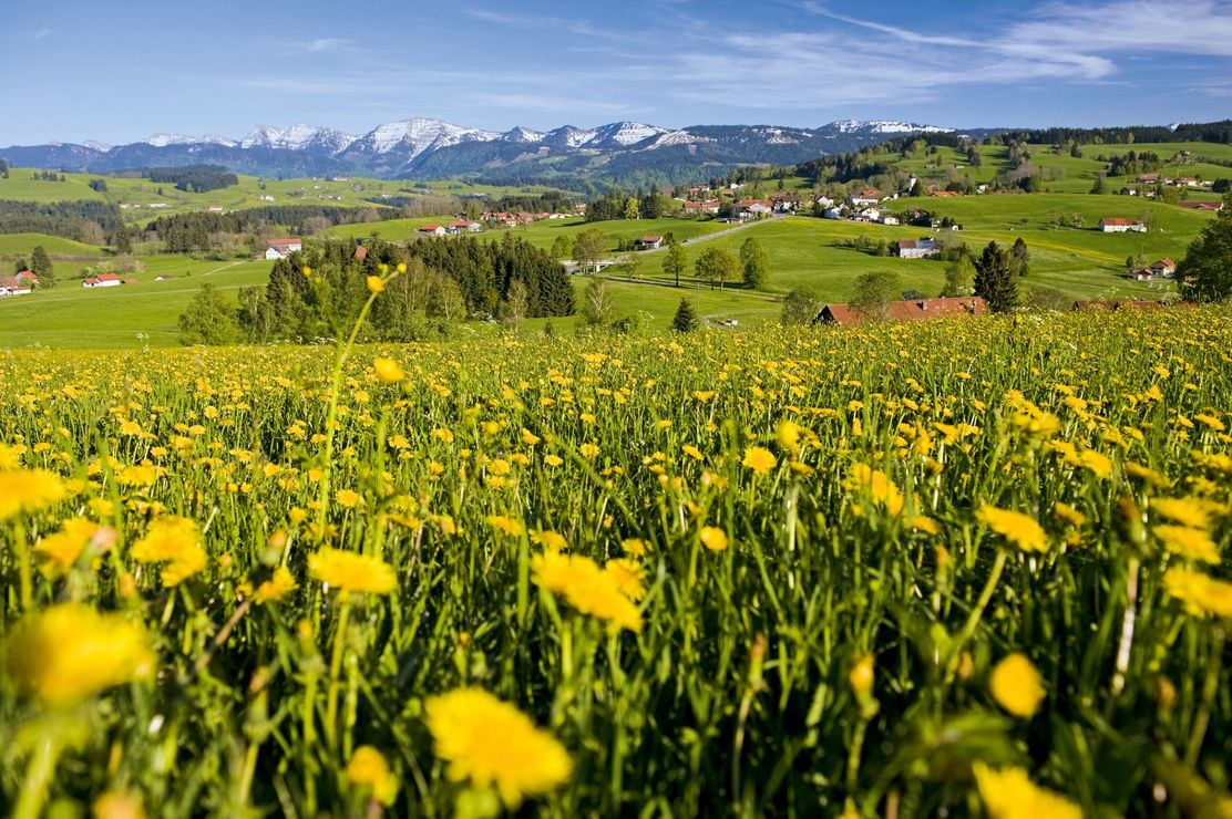 Löwenzahnwiese mit Bergblick
