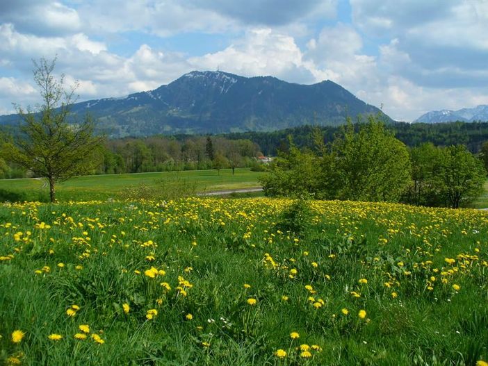 Löwenzahnwiesen mit Grünten