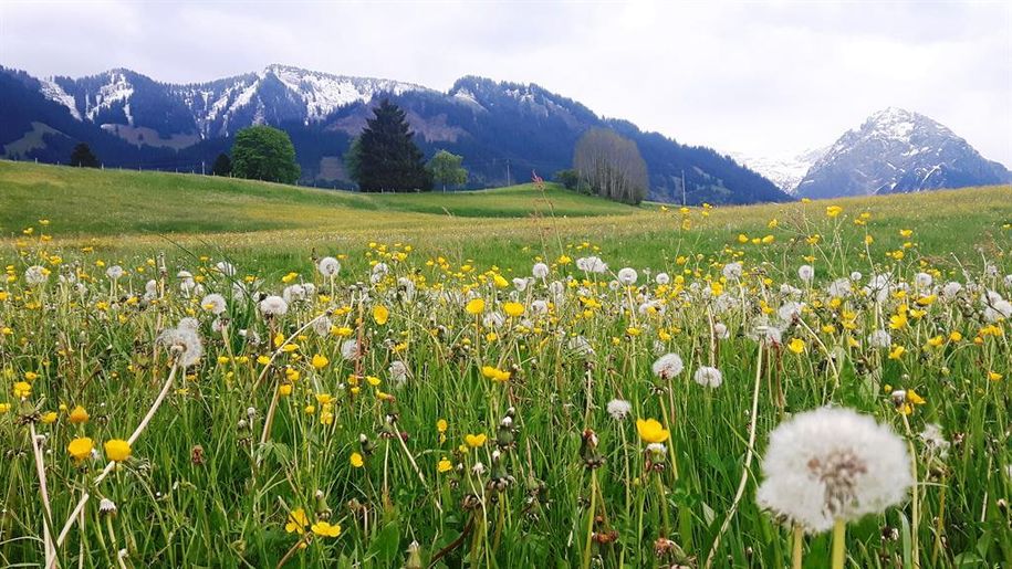 Fischingerweg Pusteblumen