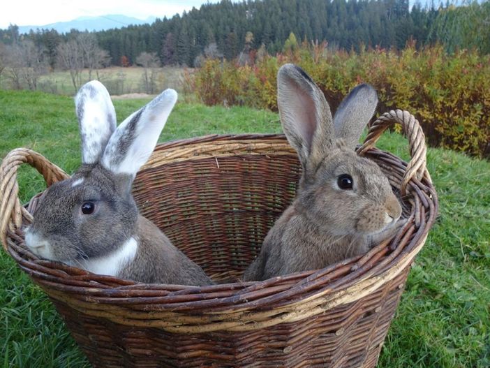 Unsere Hasen