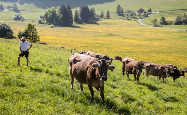 Allgäuer Käsestraße Tour 4: BlütenKäse Runde