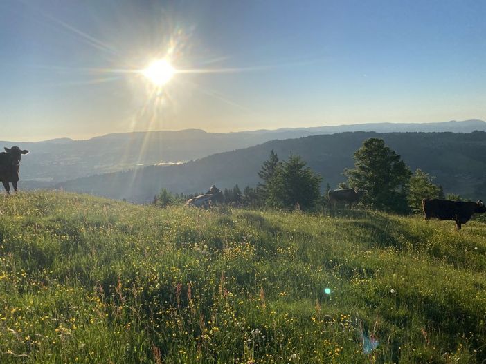 Unsere Geißalpe am Grünten