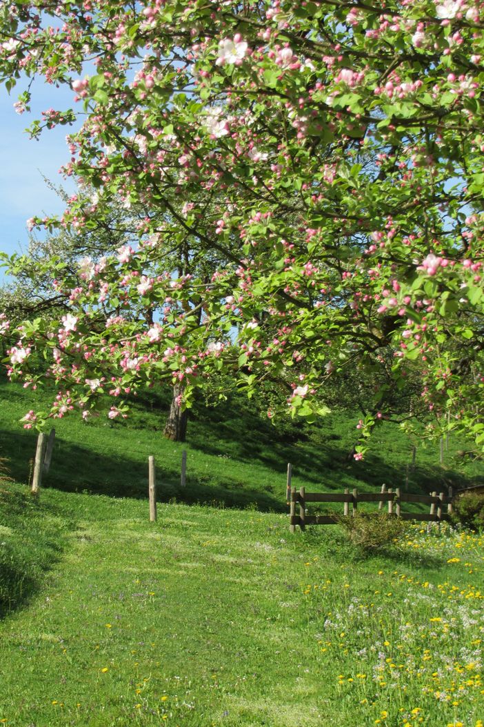 Unser Apfelbaum in voller Blüte