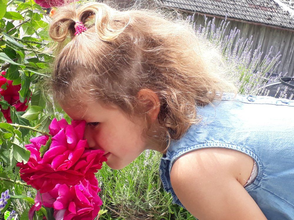 Duftende Rosen im Garten