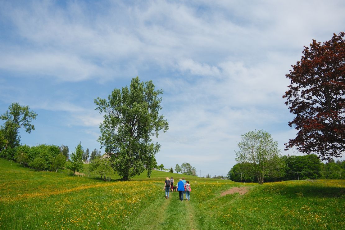 Über grüne Wiesen wandern
