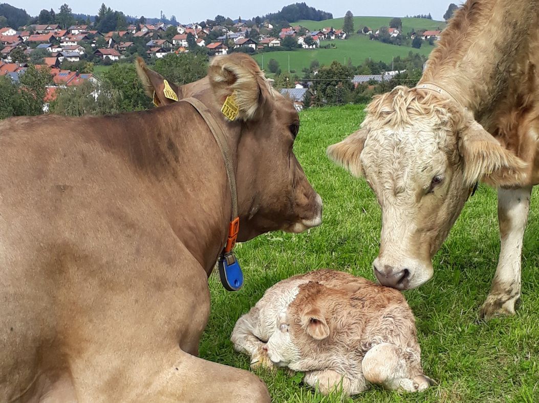 Nachwuchs auf der Weide