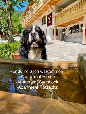 Hunde willkommen - Hirsch/Rotspitz/Steinbock
