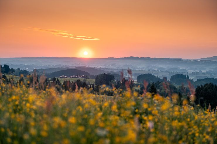 Blumen mit Sonnenuntergang