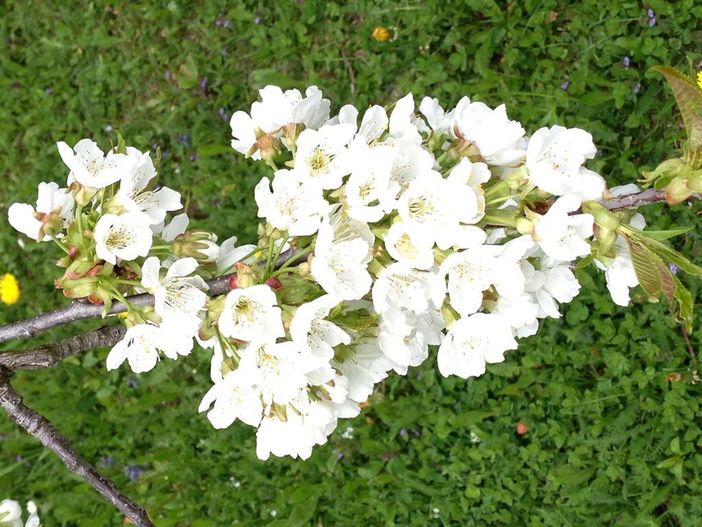 Frühlings-Blüten