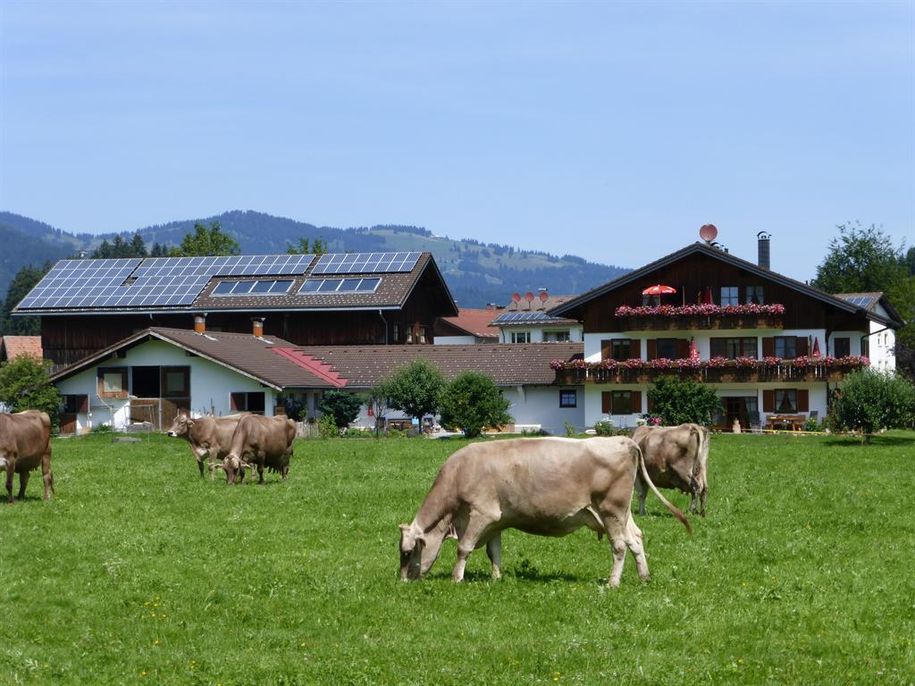 Kühe auf der Weide