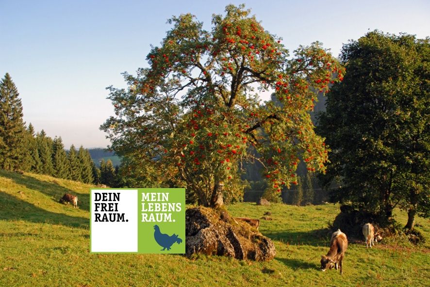 Die Baumveteranen von Oberstaufen-Steibis - Auf den Spuren alter Bäume