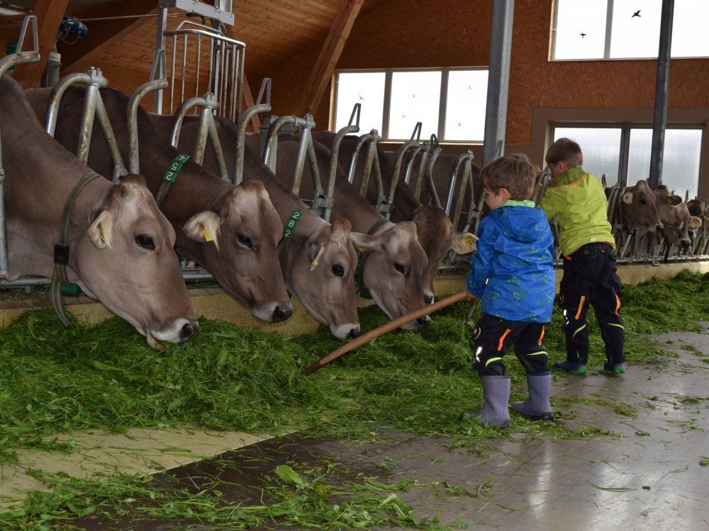 jedenabendimstallhelfen-dasistfreudepur