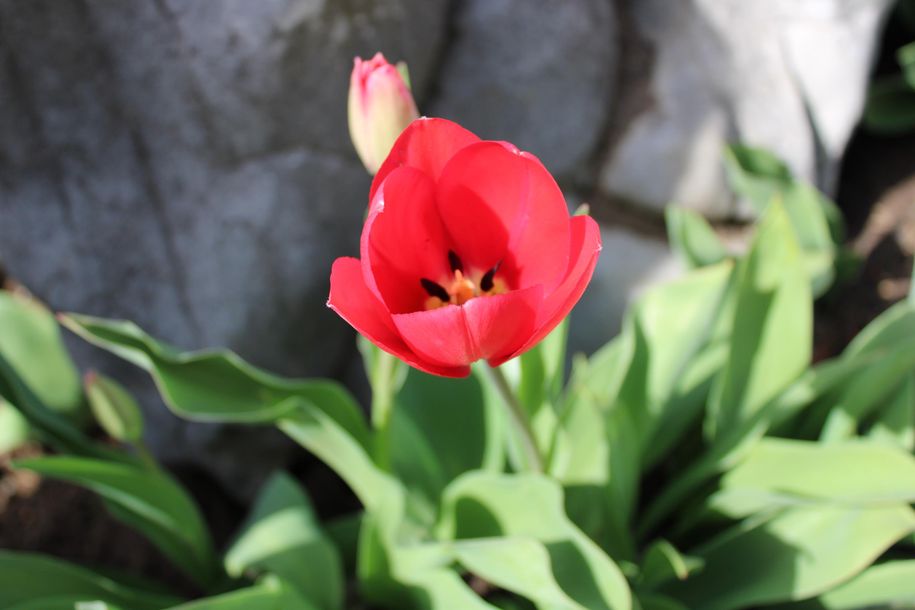 Frühling