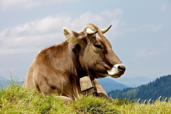 Allgäuer Braunvieh