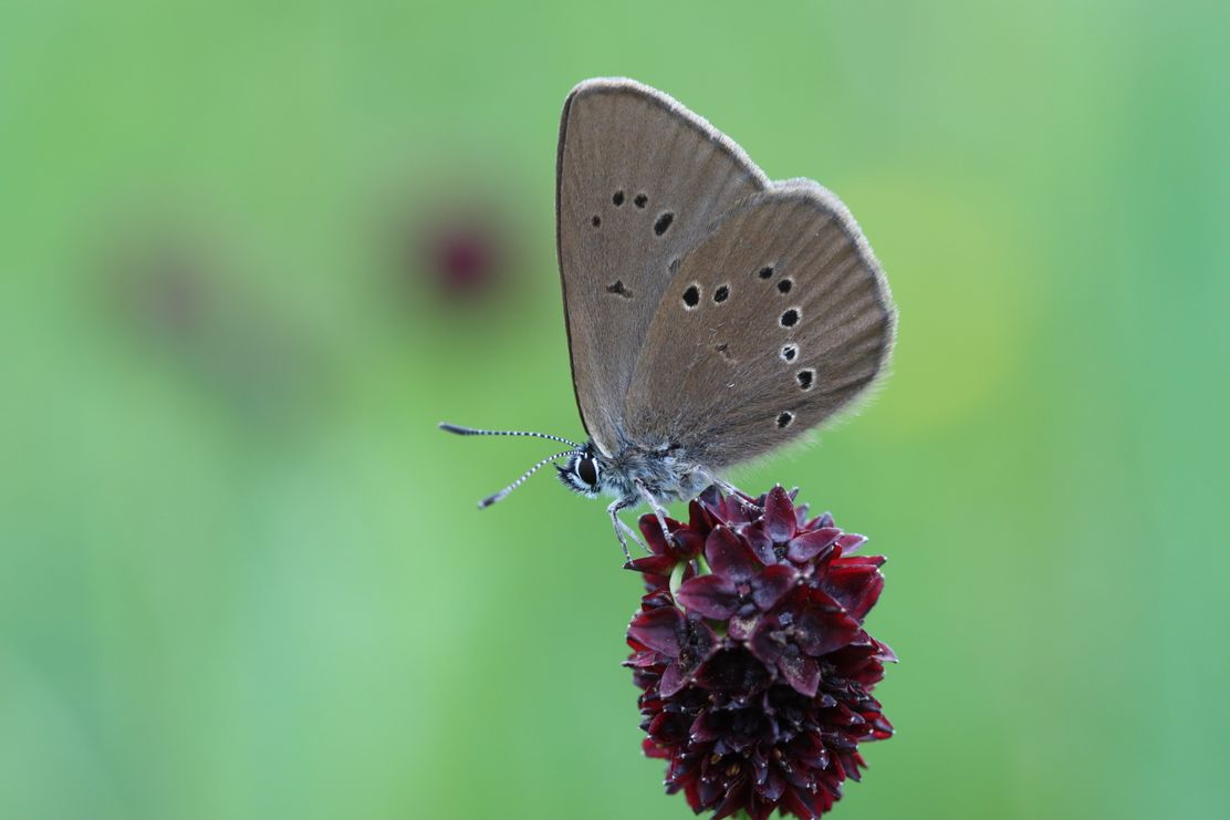 Vortrag_Parasiten_Naturpark Nagelfluhkette