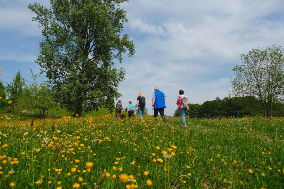 Blühender Feldweg