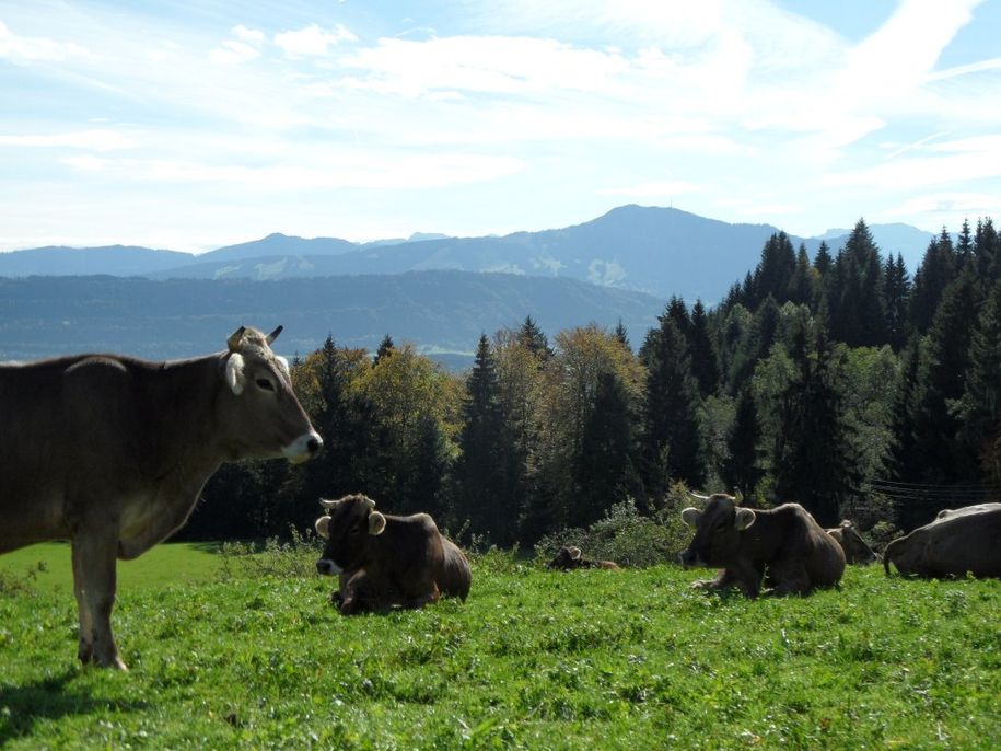 Unser Vieh auf der Weide