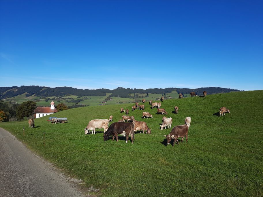 Kapelle in Waltrams mit Kühen