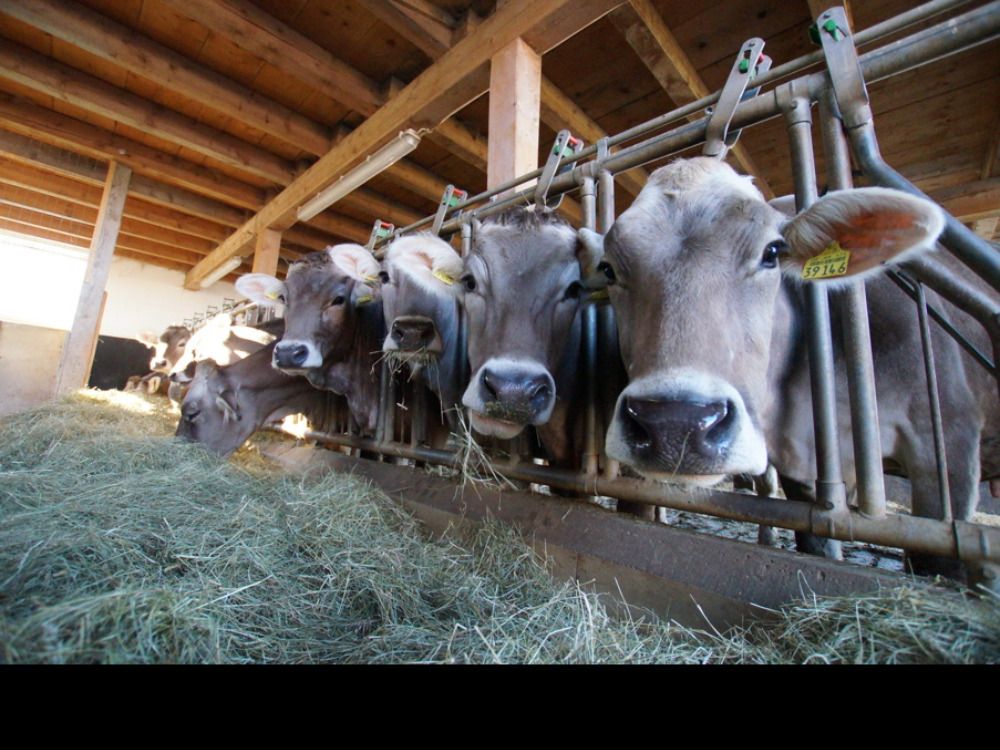 beiunsimjungviehstall