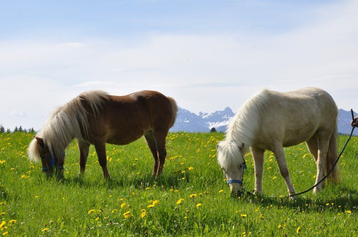 Herrlich, der frische Löwenzahn