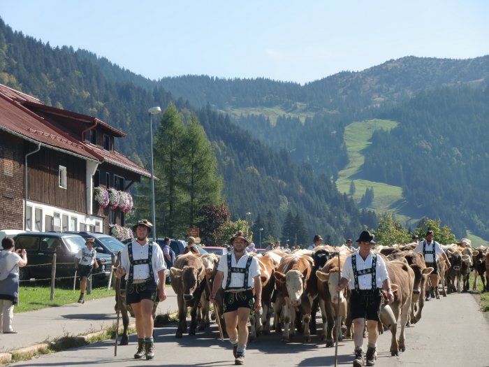 Viehscheid in Balderschwang