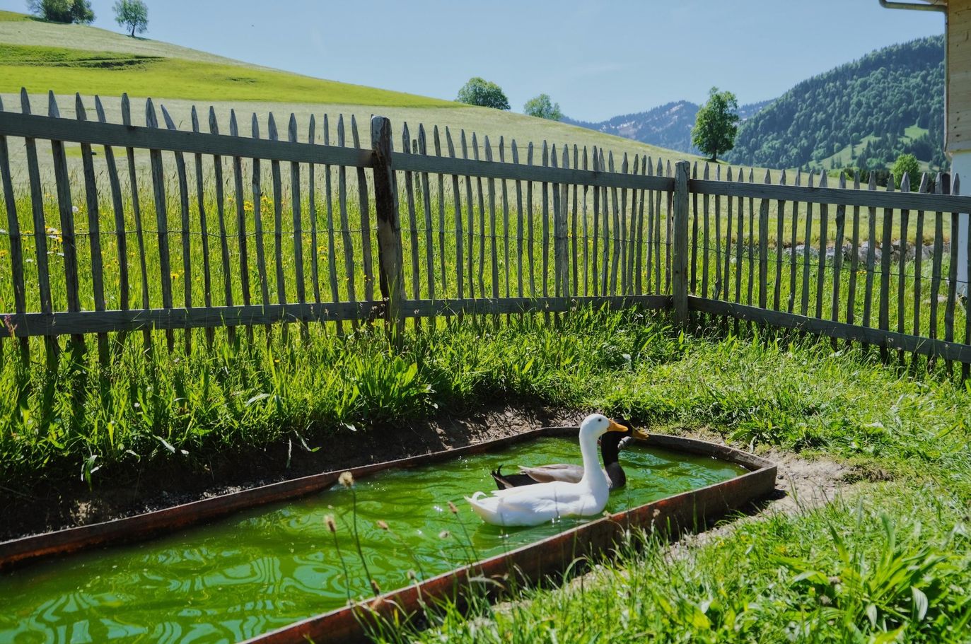 Enten