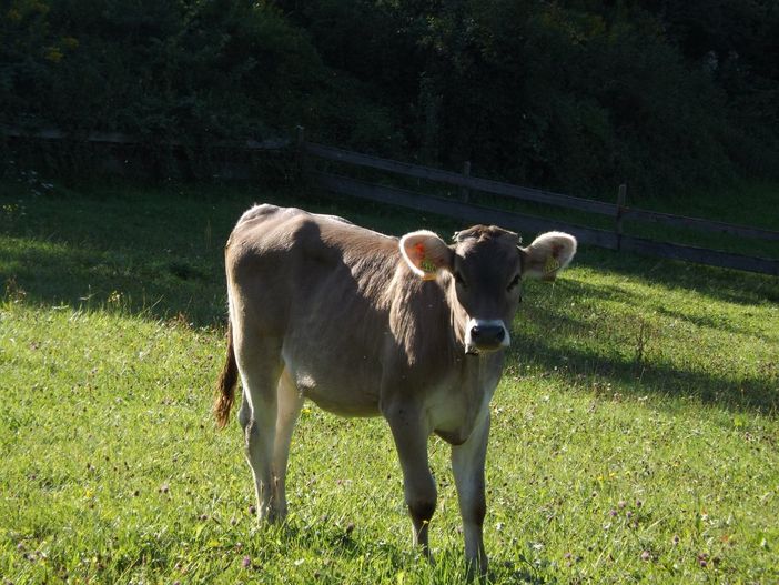 Auf der Weide
