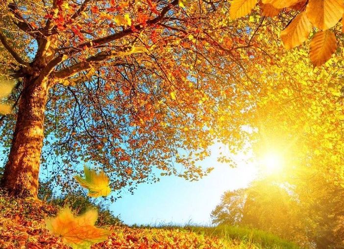 Herbst-Aktivitaet