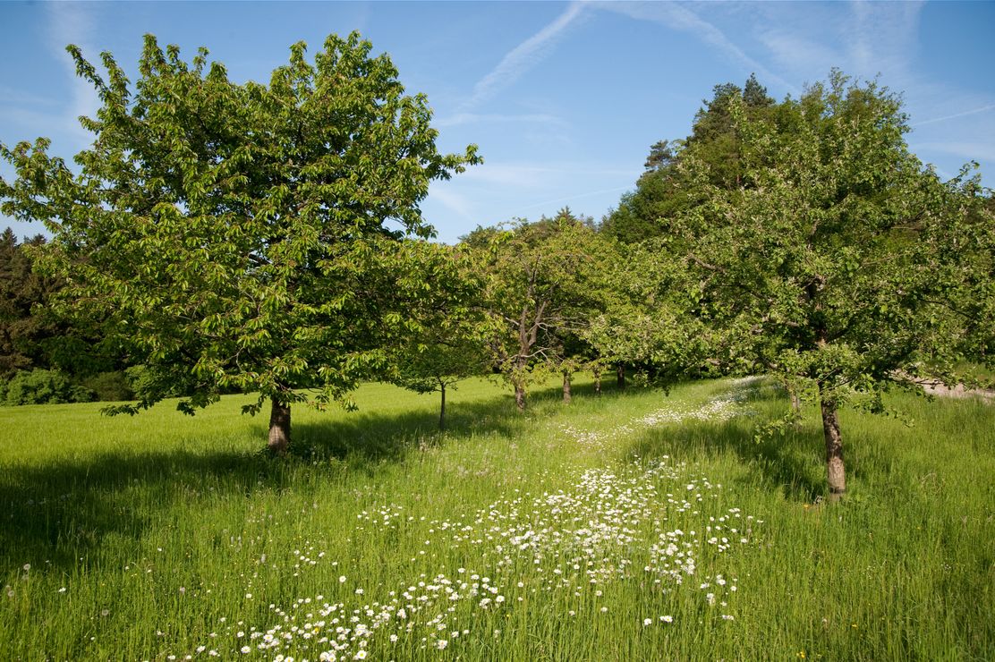 Streuobst - Heide Frobel_large